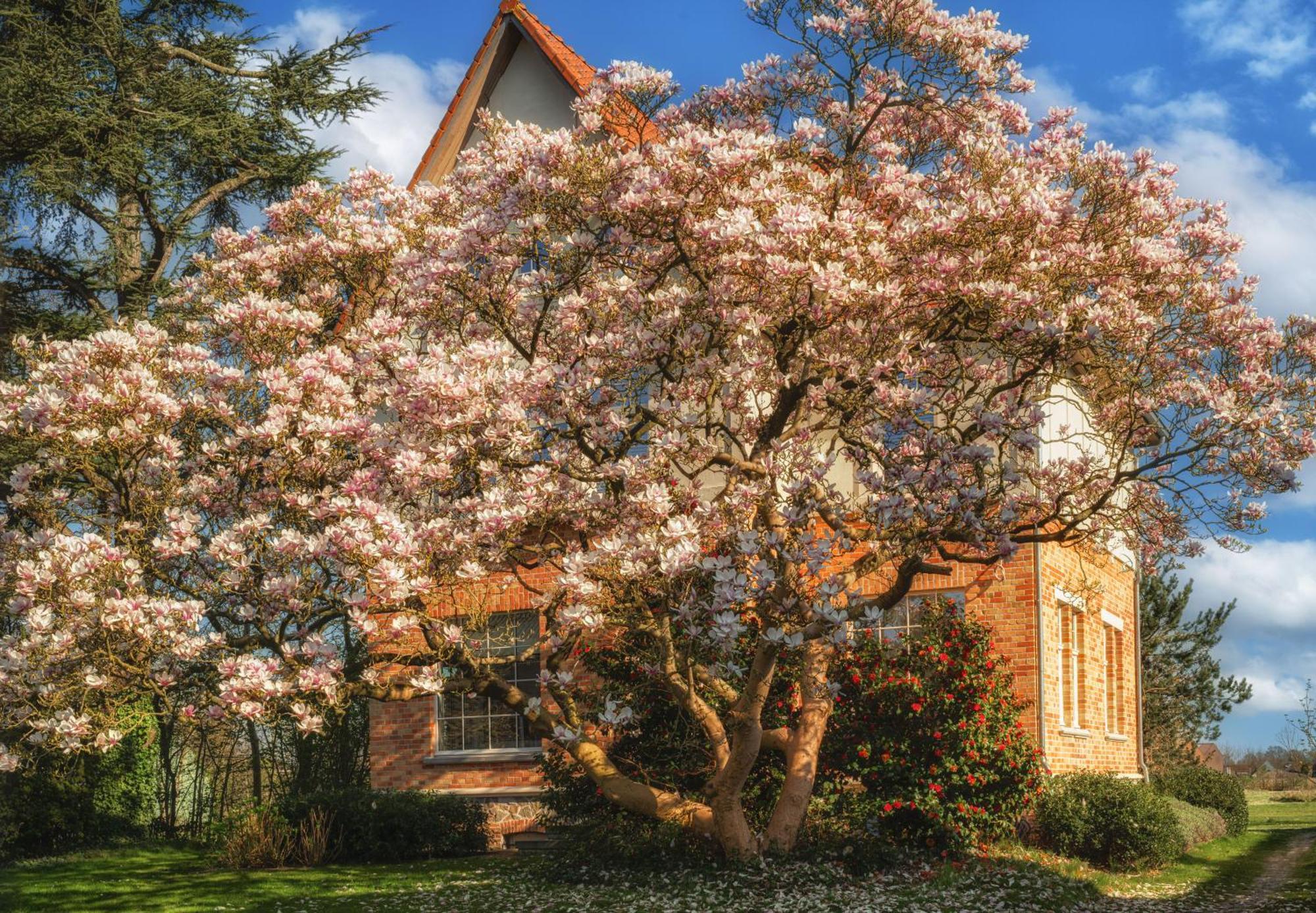 Villa Magnolia B&B Оосткамп Екстериор снимка
